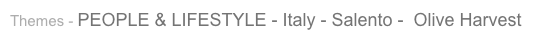 Themes - PEOPLE & LIFESTYLE - Italy - Salento -  Olive Harvest